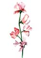 F006
